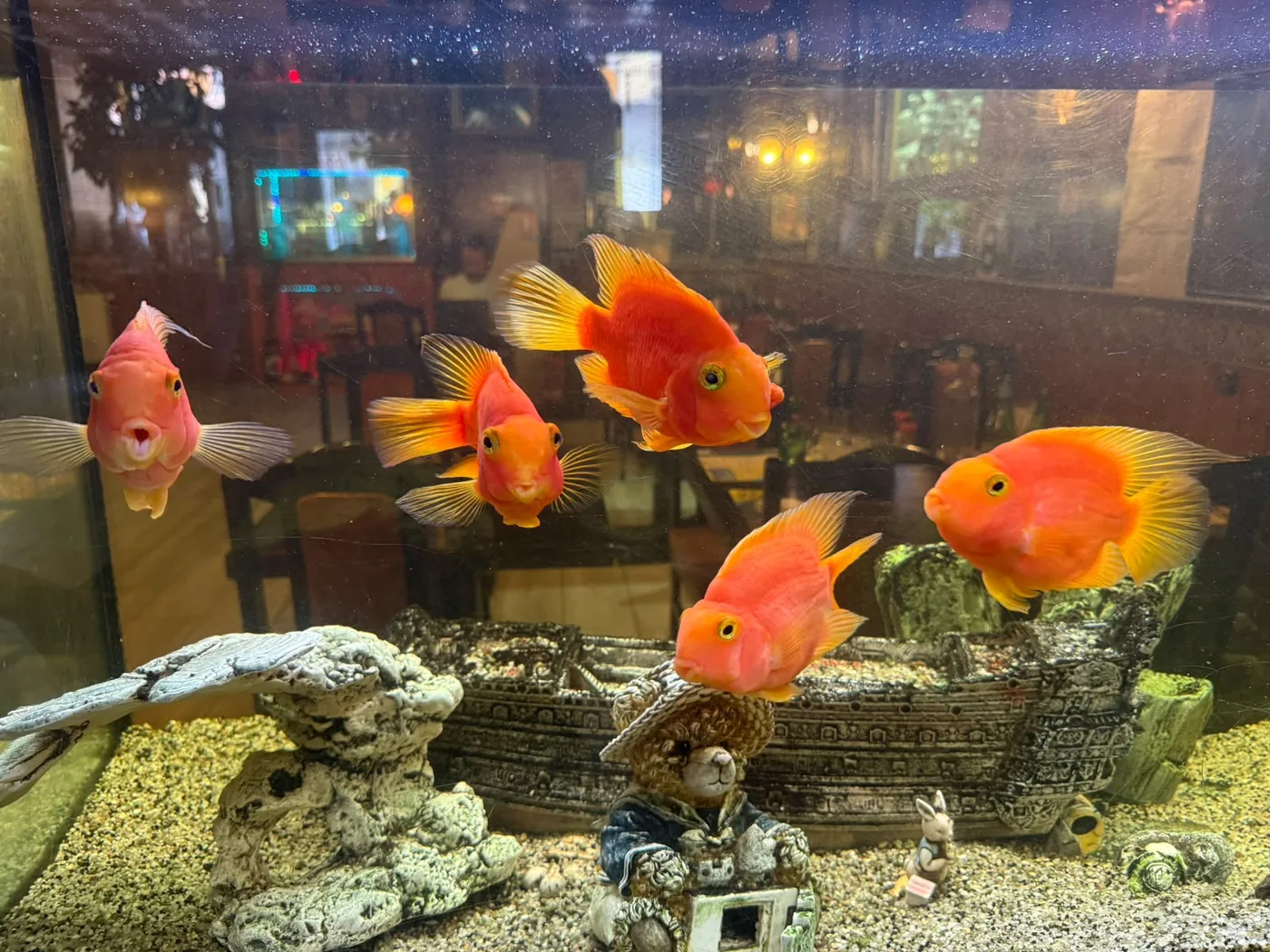 Aquarium de poissons rouges dans la salle du restaurant Le Shang'Hai
